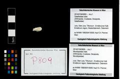 Foto (Objekt + Etikett) von Mundopsidae indet.  (NHMW-GEO-2014-0194-0809)